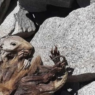 Marmotta mummificata rinvenuta a 4.200 mt sul Monte Rosa