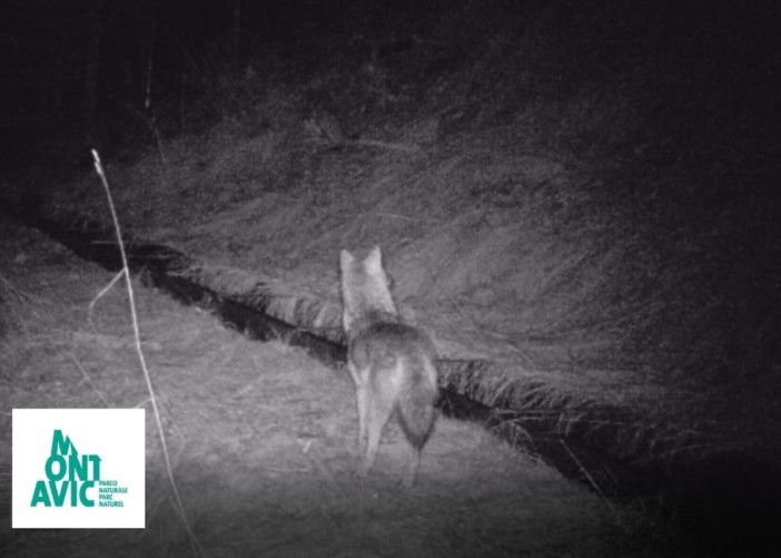 Uno sciacallo dorato nel parco naturale del Mont Avic