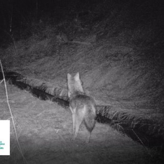 Uno sciacallo dorato nel parco naturale del Mont Avic