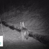 Uno sciacallo dorato nel parco naturale del Mont Avic