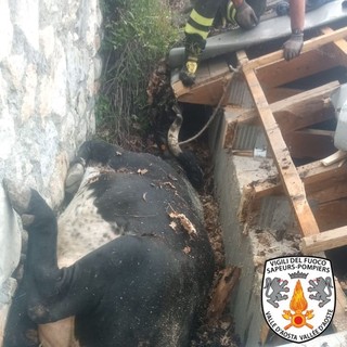 VIDEO Salvata dai Vigili del fuoco una mucca rimasta intrappolata dopo la caduta da un muro