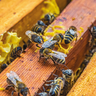 Aiuti all’apicoltura: ultimi giorni per presentare le domande