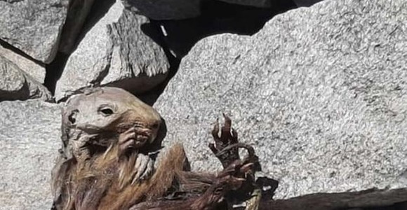 La marmotta rinvenuta sul ghiacchiao del Lyskamm nel 2022 è il più antico reperto mummiﬁcato d’Italia