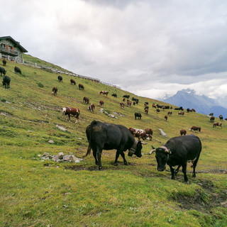 'Quella stufa costa meno di quanto dichiarato...' gli strali della Regione si abbattono su un'azienda agricola