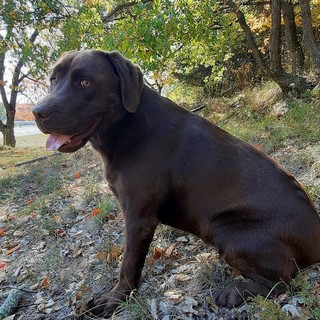 Masha, la labrador uccisa a St-Denis