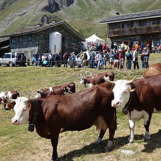 Sostegno regionale alla campagna 2023 per gli aiuti alla monticazione