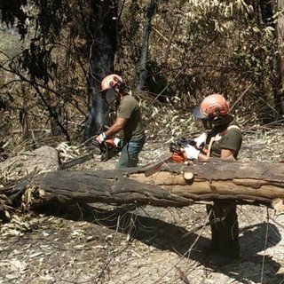 Ganis (FI) e assessore Carrel 'trasversali' su inserimento forestali in categorie usuranti