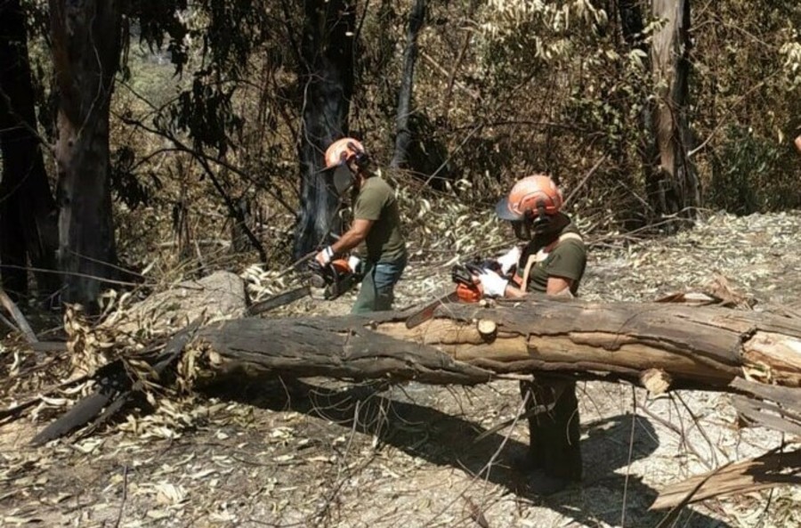 Rini (FI), 'inserire operatori forestali in categoria lavori usuranti'