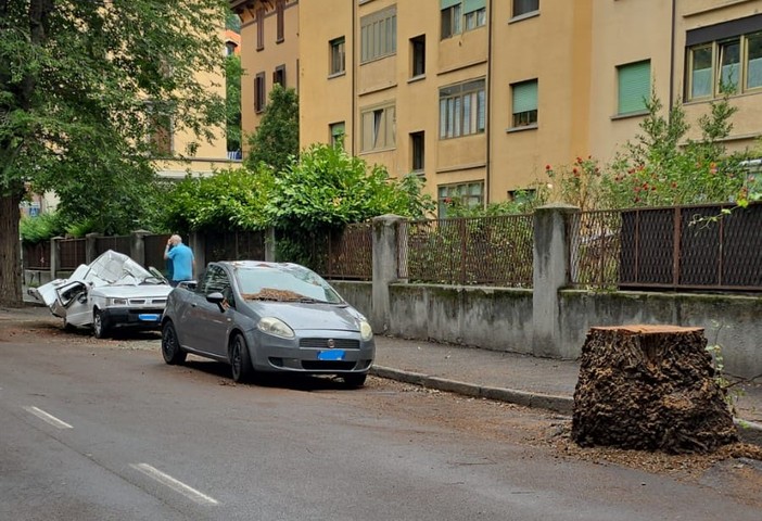 Aosta, olmi pericolanti, via Pollio Salimbeni non è sicura e resta chiusa