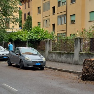 Aosta, olmi pericolanti, via Pollio Salimbeni non è sicura e resta chiusa