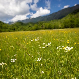 Firmiamo per la salvaguardia dei pascoli delle terre alte