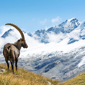 Al Parco del Gran Paradiso l'Oscar dell'Ecoturismo di Legambiente