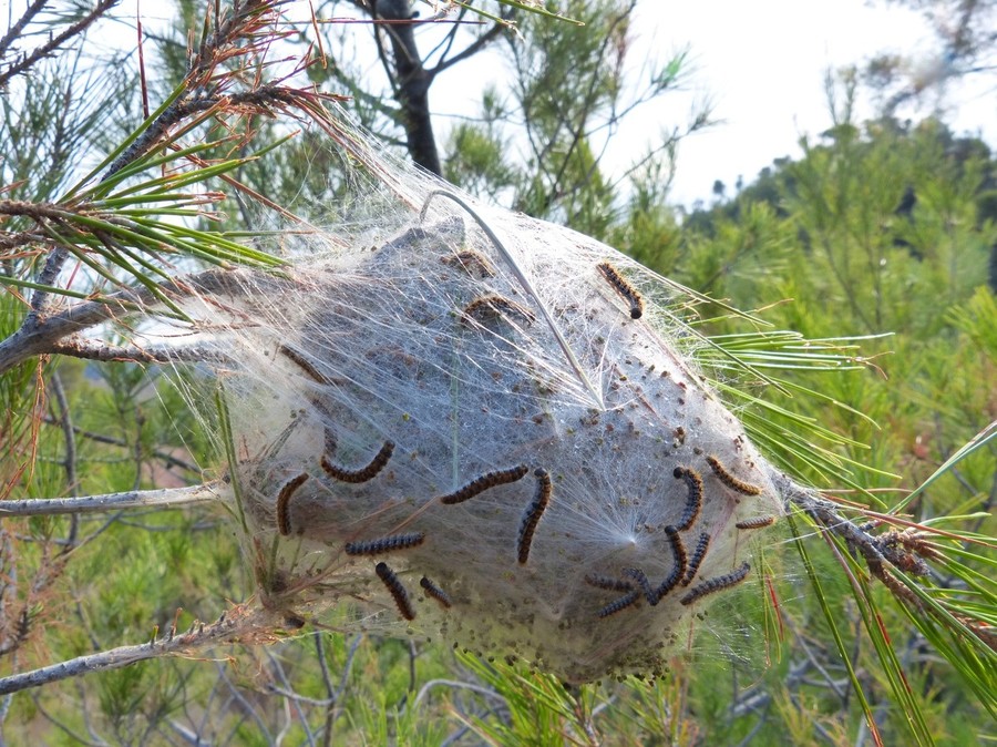 In Valle insetticida biologico contro la processionaria del pino