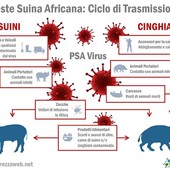 Peste suina africana, Valle d'Aosta indenne ma occorre attenta prevenzione