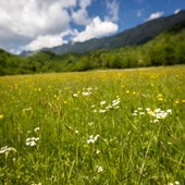 Una strada di accesso agli alpeggi di Valmeriana