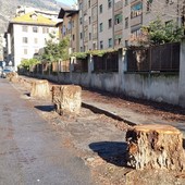 Aosta, rimosse le auto schiacciate dagli olmi caduti in via Pollio Salimbeni