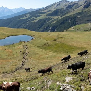 In arrivo nuovi fondi destinati al pascolamento estivo