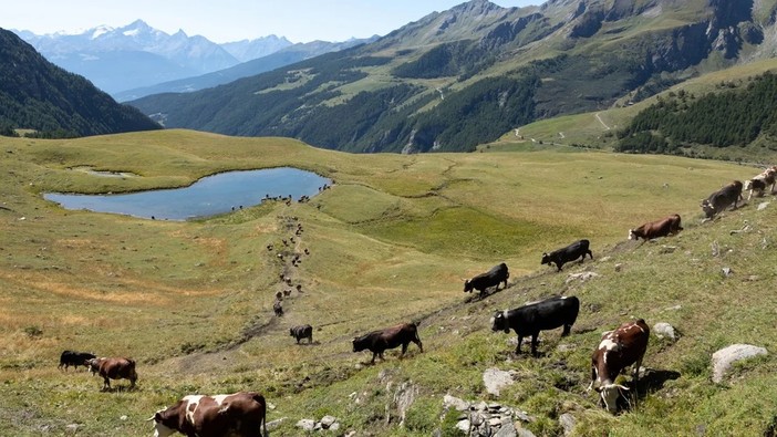 In arrivo nuovi fondi destinati al pascolamento estivo