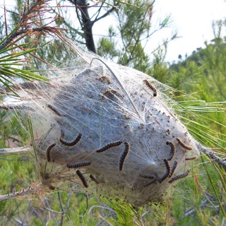 In Valle insetticida biologico contro la processionaria del pino