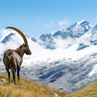 Nove guardaparco entrano in servizio al Parco del Gran Paradiso