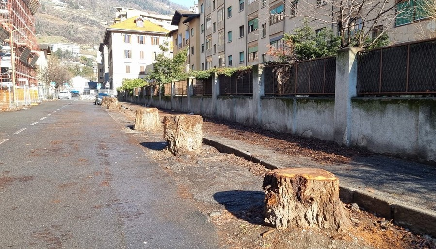 Aosta, rimosse le auto schiacciate dagli olmi caduti in via Pollio Salimbeni