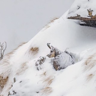 Lo scatto 'Sopravvivenza' vince 'Fotografare il Parco'