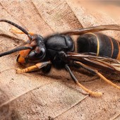 L'invasiva vespa velutina ai confini della Valle, dall'assessorato Agricoltura il corso per conoscerla e combatterla