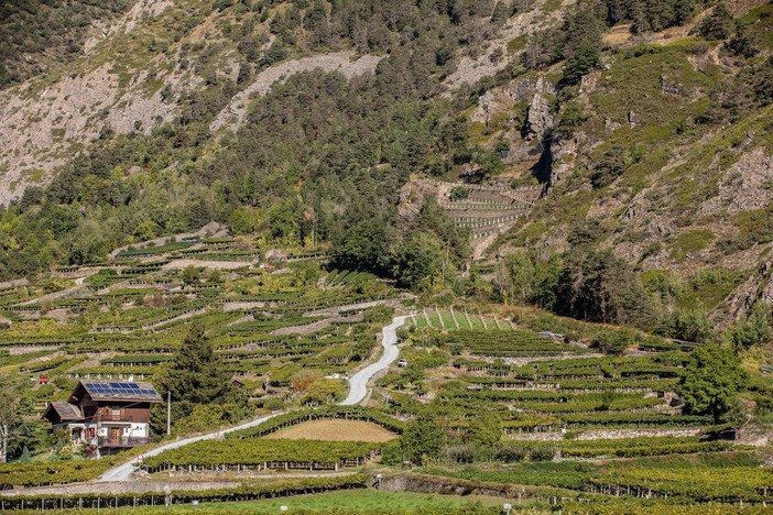 La gestione del vigneto: incontri formativi dell'assessorato Agricoltura a febbraio