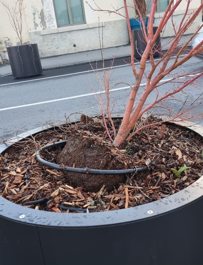 Aosta, vandalizzate le nuove fioriere in via Garibaldi