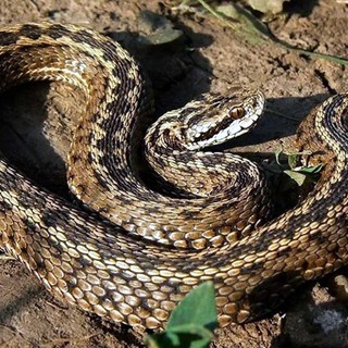 Due escursionisti ricoverati al 'Parini' di Aosta per morso di vipera