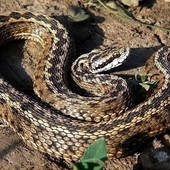 Due escursionisti ricoverati al 'Parini' di Aosta per morso di vipera