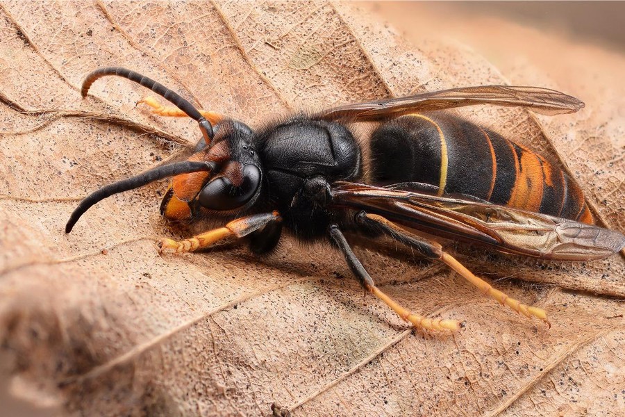 L'invasiva vespa velutina ai confini della Valle, dall'assessorato Agricoltura il corso per conoscerla e combatterla