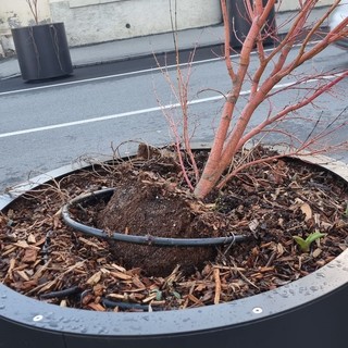 Aosta, vandalizzate le nuove fioriere in via Garibaldi